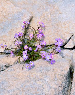 Fotografia 9 da espécie Malcolmia littorea no Jardim Botânico UTAD