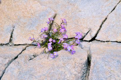 Fotografia da espécie Malcolmia littorea