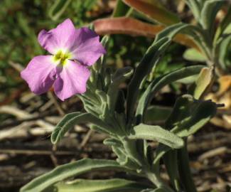 Fotografia da espécie Malcolmia littorea