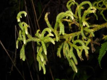 Fotografia da espécie Lycopodiella cernua