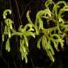 Fotografia 3 da espécie Lycopodiella cernua do Jardim Botânico UTAD