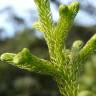 Fotografia 5 da espécie Lycopodiella cernua do Jardim Botânico UTAD