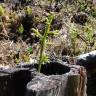 Fotografia 9 da espécie Lycopodiella cernua do Jardim Botânico UTAD