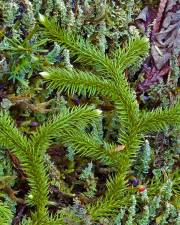 Fotografia da espécie Lycopodium clavatum