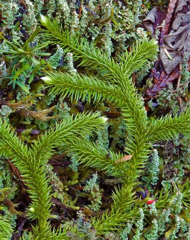 Fotografia de capa Lycopodium clavatum - do Jardim Botânico