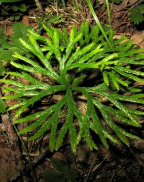 Fotografia 3 da espécie Lycopodium clavatum no Jardim Botânico UTAD