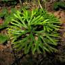 Fotografia 3 da espécie Lycopodium clavatum do Jardim Botânico UTAD