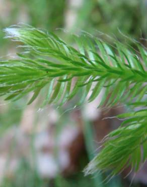 Fotografia 4 da espécie Lycopodium clavatum no Jardim Botânico UTAD