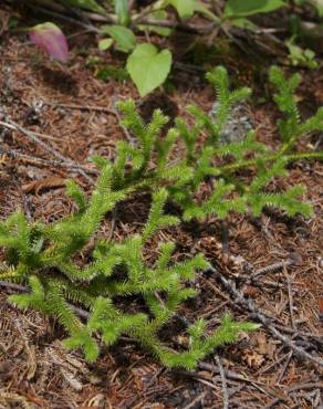 Fotografia 5 da espécie Lycopodium clavatum no Jardim Botânico UTAD