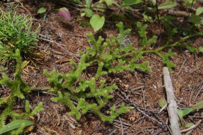 Fotografia da espécie Lycopodium clavatum