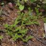 Fotografia 5 da espécie Lycopodium clavatum do Jardim Botânico UTAD