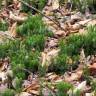 Fotografia 6 da espécie Lycopodium clavatum do Jardim Botânico UTAD