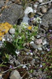 Fotografia da espécie Draba muralis