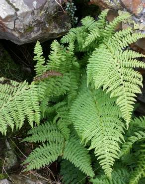 Fotografia 1 da espécie Dryopteris expansa no Jardim Botânico UTAD