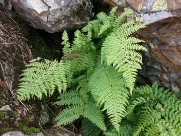 Fotografia da espécie Dryopteris expansa