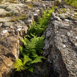 Fotografia da espécie Dryopteris expansa