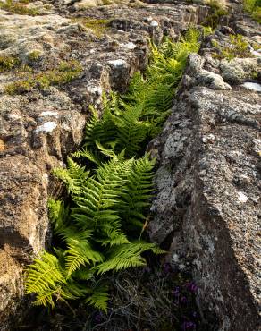 Fotografia 4 da espécie Dryopteris expansa no Jardim Botânico UTAD
