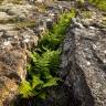 Fotografia 4 da espécie Dryopteris expansa do Jardim Botânico UTAD