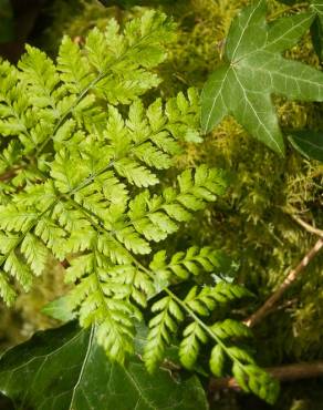 Fotografia 5 da espécie Dryopteris expansa no Jardim Botânico UTAD