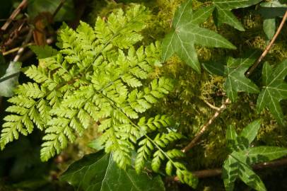 Fotografia da espécie Dryopteris expansa