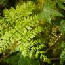 Fotografia 5 da espécie Dryopteris expansa do Jardim Botânico UTAD