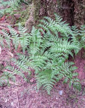 Fotografia 6 da espécie Dryopteris expansa no Jardim Botânico UTAD