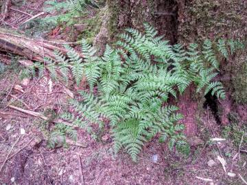 Fotografia da espécie Dryopteris expansa