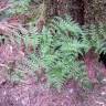 Fotografia 6 da espécie Dryopteris expansa do Jardim Botânico UTAD