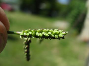 Fotografia da espécie Echinochloa colona