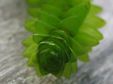 Fotografia da espécie Elodea canadensis