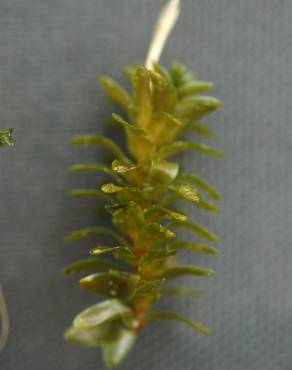 Fotografia 3 da espécie Elodea canadensis no Jardim Botânico UTAD