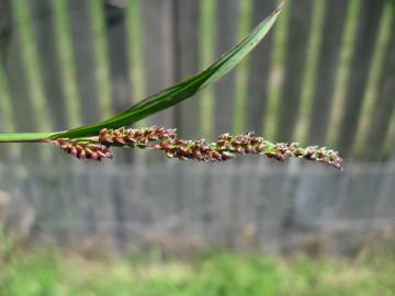 Fotografia da espécie Echinochloa colona