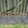 Fotografia 3 da espécie Echinochloa colona do Jardim Botânico UTAD