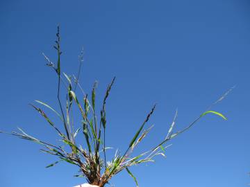 Fotografia da espécie Echinochloa colona