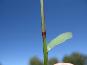 Fotografia da espécie Echinochloa colona