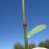 Fotografia 5 da espécie Echinochloa colona do Jardim Botânico UTAD