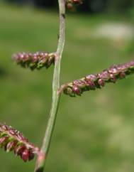 Echinochloa colona