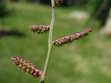 Fotografia da espécie Echinochloa colona