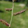 Fotografia 1 da espécie Echinochloa colona do Jardim Botânico UTAD