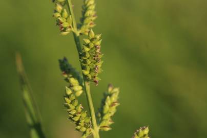 Fotografia da espécie Echinochloa colona