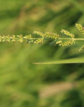 Fotografia 7 da espécie Echinochloa colona no Jardim Botânico UTAD