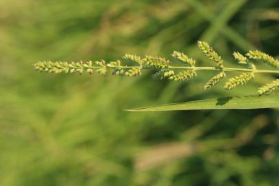 Fotografia da espécie Echinochloa colona