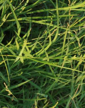 Fotografia 8 da espécie Echinochloa colona no Jardim Botânico UTAD