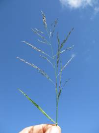 Fotografia da espécie Eragrostis pilosa