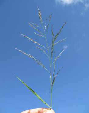 Fotografia 3 da espécie Eragrostis pilosa no Jardim Botânico UTAD