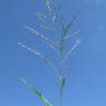 Fotografia 3 da espécie Eragrostis pilosa do Jardim Botânico UTAD