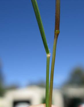 Fotografia 4 da espécie Eragrostis pilosa no Jardim Botânico UTAD