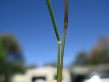 Fotografia da espécie Eragrostis pilosa