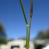 Fotografia 4 da espécie Eragrostis pilosa do Jardim Botânico UTAD