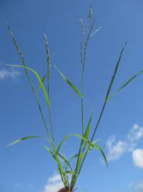 Fotografia da espécie Eragrostis pilosa